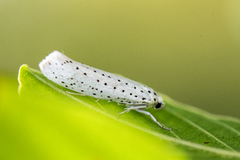 Heggspinnmøll (Yponomeuta evonymella)