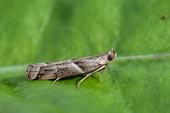 Strandsmalmott (Nyctegretis lineana)