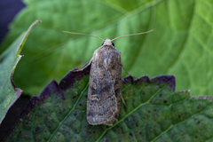 Gulflekkbakkefly (Xestia xanthographa)