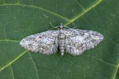 Lønnedvergmåler (Eupithecia inturbata)