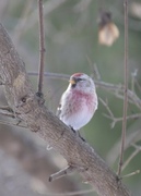 Gråsisik (Acanthis flammea)