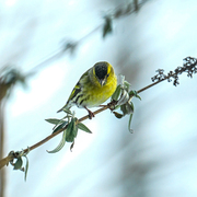 Grønnsisik (Spinus spinus)