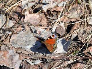 Dagpåfugløye (Aglais io)