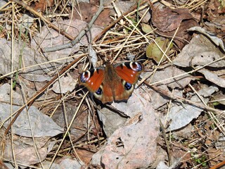 Dagpåfugløye (Aglais io)