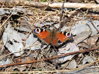 Dagpåfugløye (Aglais io)