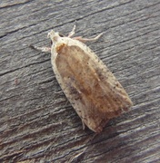 Agonopterix nervosa