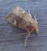 Variabelt stengelfly (Amphipoea fucosa)