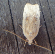 Agonopterix nervosa