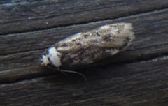 Klistermøll (Endrosis sarcitrella)