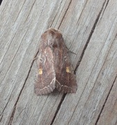 Hagelundfly (Lacanobia oleracea)