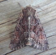 Busklundfly (Lacanobia thalassina)