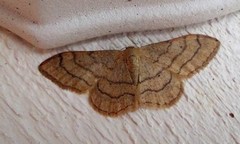 Vinkelengmåler (Idaea aversata)