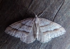 Linjelundmåler (Mesotype parallelolineata)