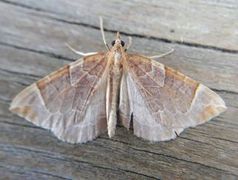 Krattbærmåler (Eulithis testata)