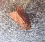 Starrfly (Denticucullus pygmina)