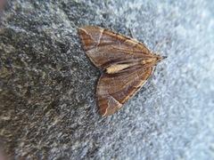 Krattbærmåler (Eulithis testata)