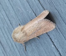 Starrfly (Denticucullus pygmina)