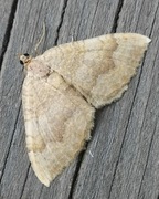 Gullmåler (Camptogramma bilineata)