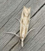 Gul nebbmott (Agriphila inquinatella)