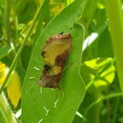 Mindre båndmetallfly (Diachrysia stenochrysis)