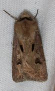 Åkerjordfly (Agrotis exclamationis)