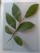 Selje (Salix caprea)