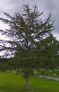 Furu (Pinus sylvestris)