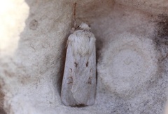 Hvitt sandjordfly (Agrotis ripae)