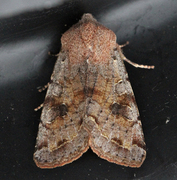 Variabelt seljefly (Orthosia incerta)