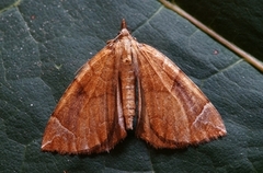 Krattbærmåler (Eulithis testata)