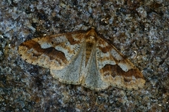 Stor frostmåler (Erannis defoliaria)