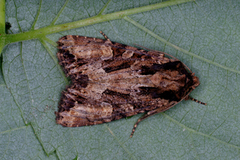 Slåttengfly (Apamea remissa)