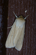 Halmgult gressfly (Mythimna pallens)