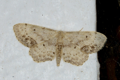 Flekkengmåler (Idaea dimidiata)