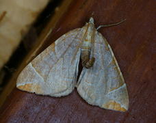 Krattbærmåler (Eulithis testata)