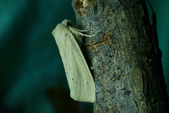 Takrørfly (Rhizedra lutosa)