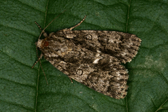 Syrekveldfly (Acronicta rumicis)