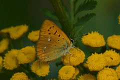 Oransjegullvinge (Lycaena virgaureae)