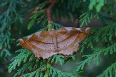 Fagermåler (Apeira syringaria)