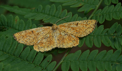 Strekmåler (Angerona prunaria)