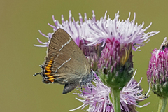 Almestjertvinge (Satyrium w-album)