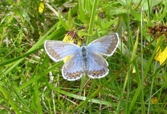 Argus-/idasblåvinge (Plebejus argus/idas)