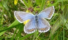 Argus-/idasblåvinge (Plebejus argus/idas)