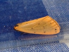 Panterspinner (Setina irrorella)