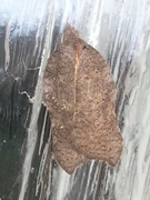 Grå-/konkavflatvikler (Acleris effractana/emargana)