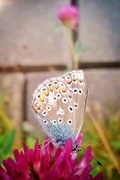 Argus-/idasblåvinge (Plebejus argus/idas)