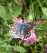 Argus-/idasblåvinge (Plebejus argus/idas)