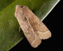 Tverrlinjet seljefly (Orthosia cerasi)