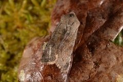 Variabelt seljefly (Orthosia incerta)