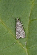 Heimosemott (Eudonia sudetica)